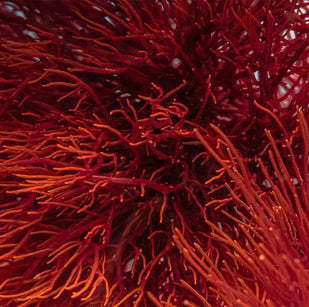 Blood-Retina Barrier Penetration